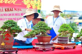 Phần 3: Hội thi và triển lãm bonsai tp sadec 2025