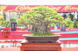 Phần 3: Hội thi và triển lãm bonsai tp sadec 2025