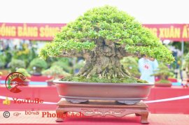 Phần 3: Hội thi và triển lãm bonsai tp sadec 2025