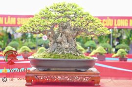 Phần 3: Hội thi và triển lãm bonsai tp sadec 2025