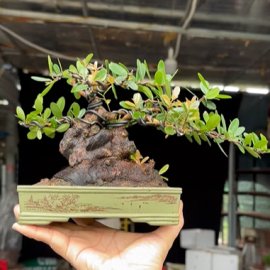 Scopolia nana mini tree 