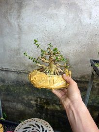 Sam hương indo phom đẹp