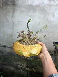 Mct lá lớn