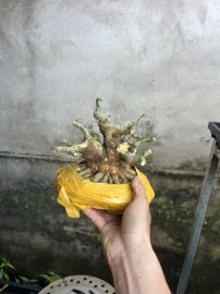 Linh sam lùn mập ú