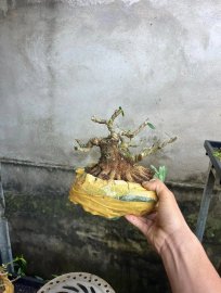 Vietnamese blue bell mini tree