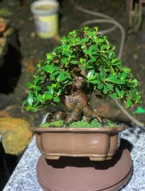 Da nhật bonsai