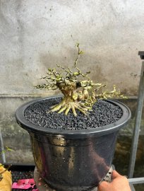 Linh sam mini