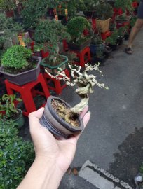 Vietnamese blue bell mini tree