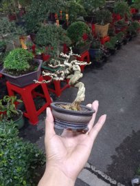 Vietnamese blue bell mini tree