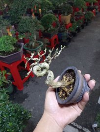Vietnamese blue bell mini tree