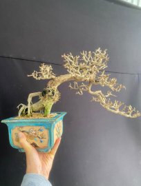 Antidesma acidum mountain tree