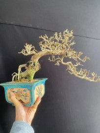 Antidesma acidum mountain tree