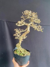 Antidesma acidum tree