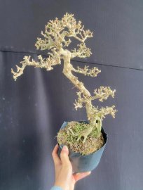 Sam núi trái già giá iu thương ạ