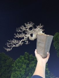 Water Jasmine bonsai tree
