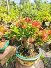 Trang sen nhật, mẫu đơn đỏ lá nhỏ full hoa đón tết