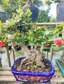 Trang sen nhật, mẫu đơn đỏ lá nhỏ full hoa đón tết