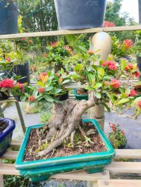 Trang sen nhật, mẫu đơn đỏ lá nhỏ full hoa đón tết