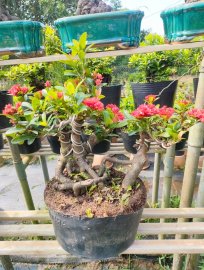 Trang sen nhật, mẫu đơn đỏ lá nhỏ full hoa đón tết