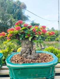 Trang sen nhật, mẫu đơn đỏ lá nhỏ full hoa đón tết
