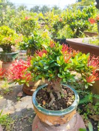 Trang sen nhật, mẫu đơn đỏ lá nhỏ full hoa đón tết