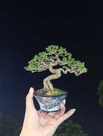 Premna mini tree