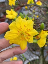 LÔ MAI VÀNG BONSAI 11 NĂM TUỔI ĐẸP