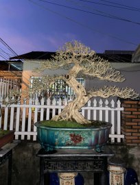 Nguyệt quế Thay lá đón xuân