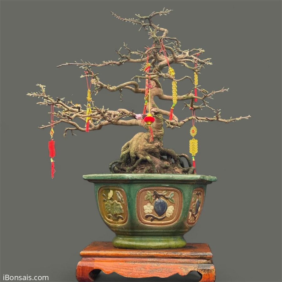 Mai vàng chơi tết