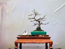 Mai vàng để bàn rất chi là nụ hoa ạ