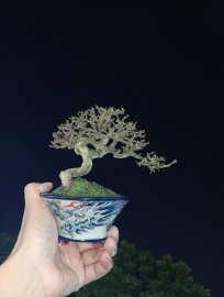 Water Jasmine mini tree