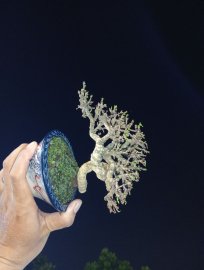 Water Jasmine mini tree
