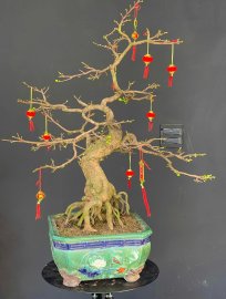 Yellow apricot bonsai tree