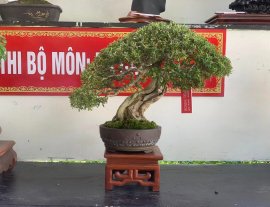 Linh sam bonsai