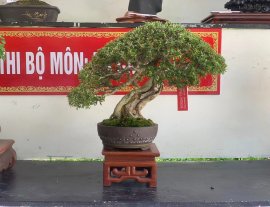 Linh sam bonsai
