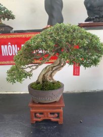 Linh sam bonsai
