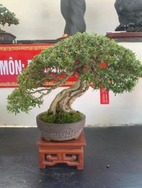 Linh sam bonsai