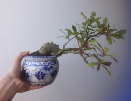 Em Lộc Vừng chào Xuân...