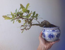 Em Lộc Vừng chào Xuân...