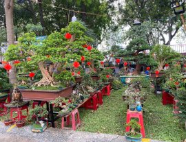Mời ace đến hội chợ Hoa Xuân ngắm bonsai hoa kiểng