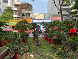 Mời ace đến hội chợ Hoa Xuân ngắm bonsai hoa kiểng