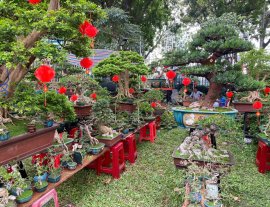 Mời ace đến hội chợ Hoa Xuân ngắm bonsai hoa kiểng