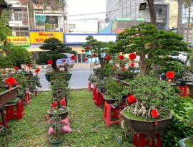 Mời ace đến hội chợ Hoa Xuân ngắm bonsai hoa kiểng