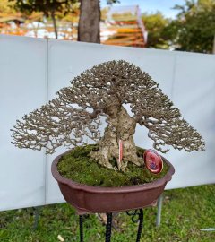 Mai chiếu thủy đã mang thành tích về với đội nhà