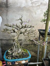 Linh sam bám đá già