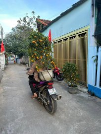 Quất tết 120k/chậu rẻ quá mà