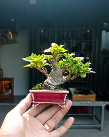 Hoa giấy mini ❤️