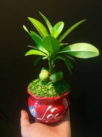 Cây may mắn