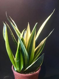 Lưỡi hổ giống Thái Lan