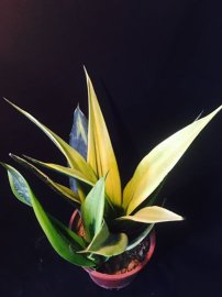 Lưỡi hổ giống Thái Lan